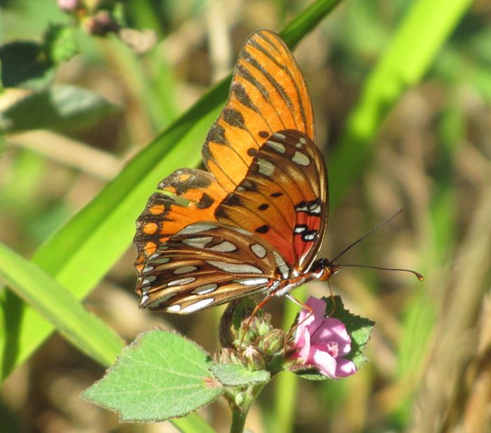 gulf fritillary