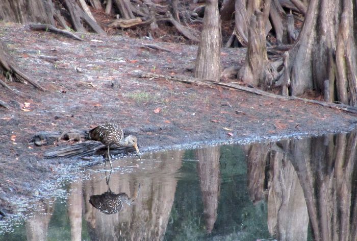 limpkin