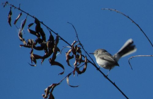 bluegray gnatcatcher