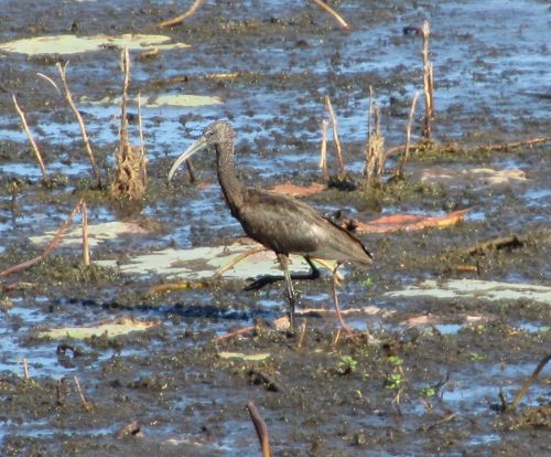 glossy ibis