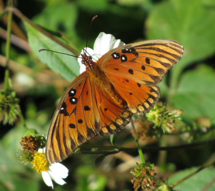 gulf fritillary