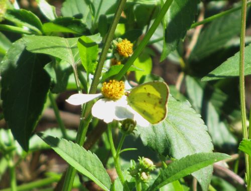 little yellow sulphur