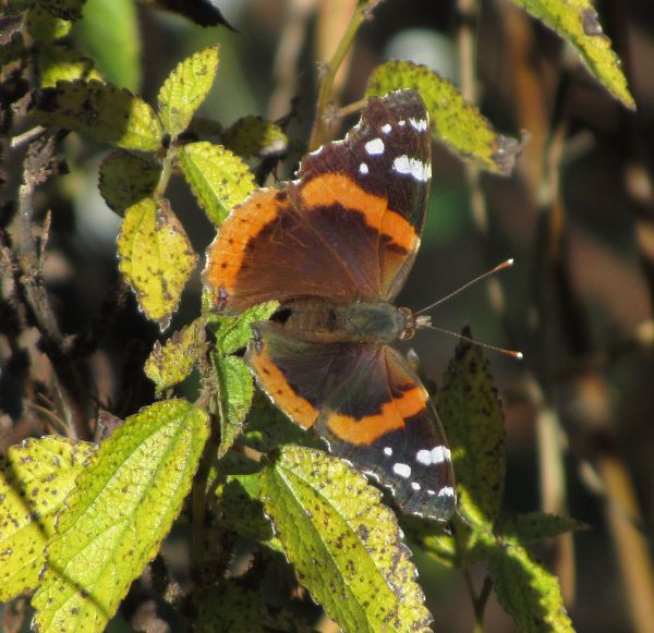 red admiral