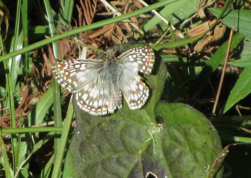 tropical checkered skipper