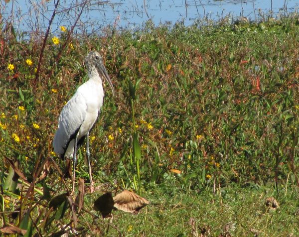 wood stork