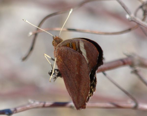 common buckeye