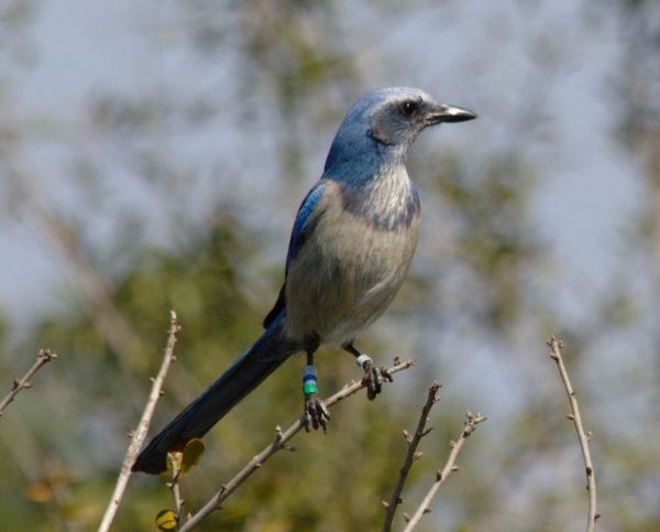 Florida Scrub Jay