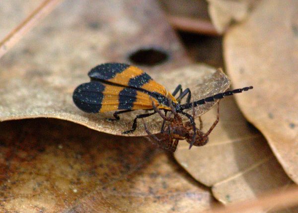 netwinged beetle