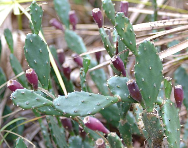 prickly pear