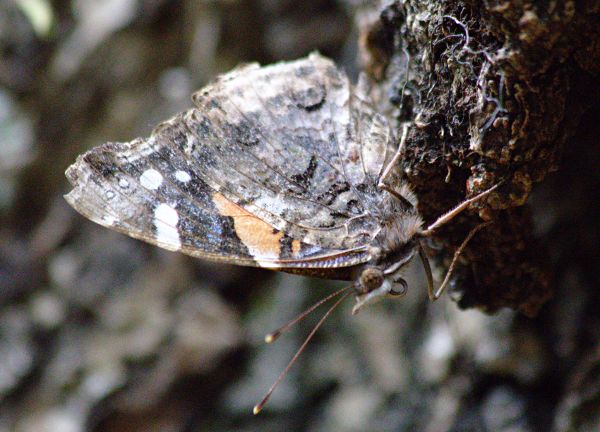 red admiral