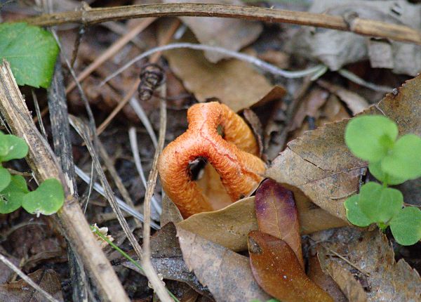 stinkhorn