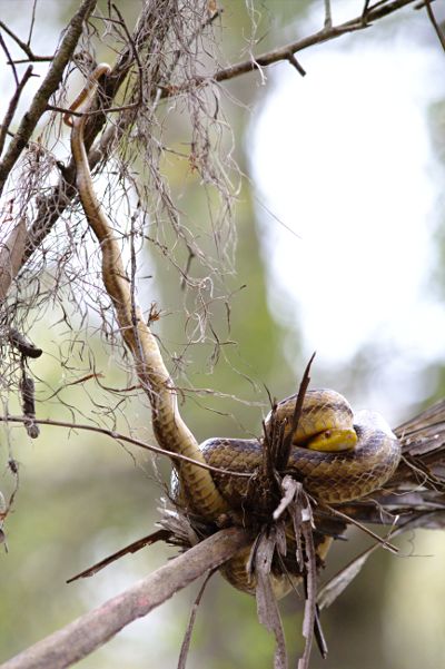 yellow rat snake