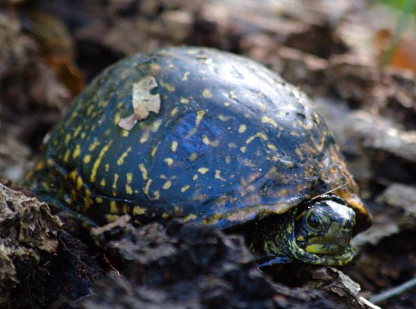 grumpy log turtle