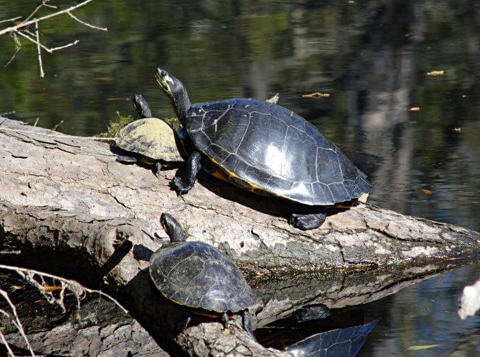 turtle trio