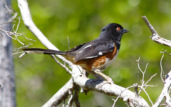 towhee