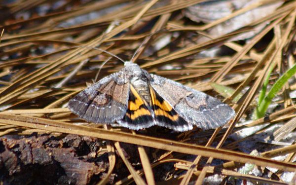 underwings