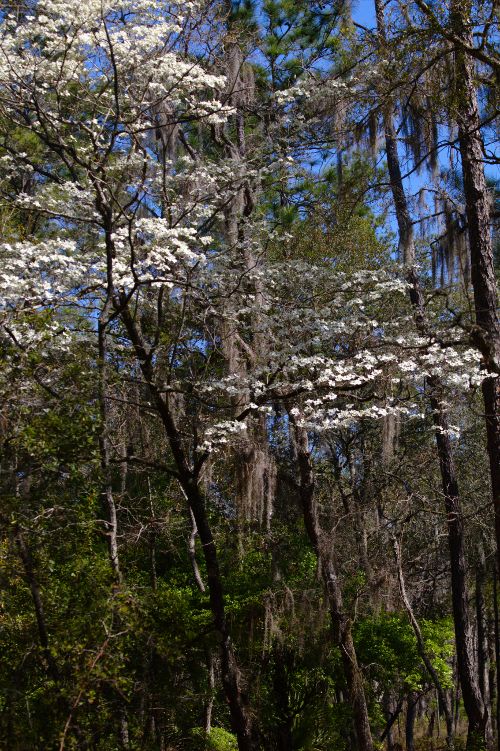 dogwoods