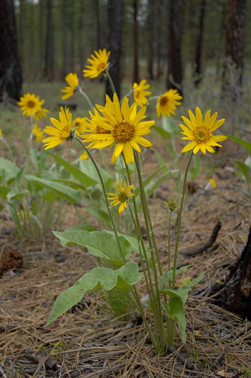 arrowleaf balsamroot