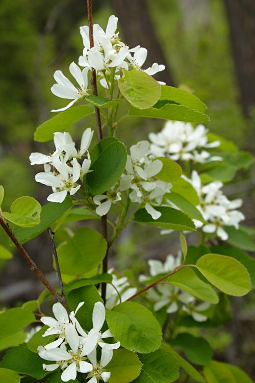 serviceberry