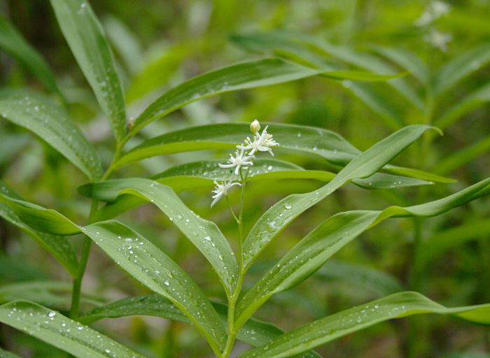 solomon seal