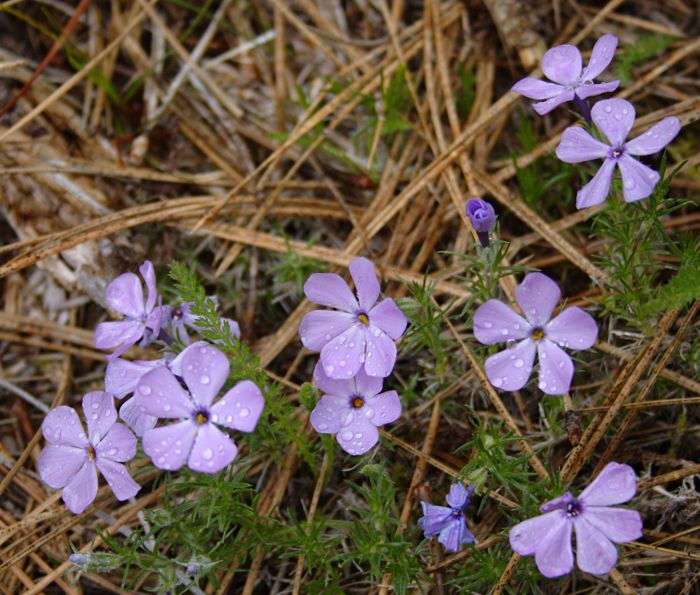 sweet william