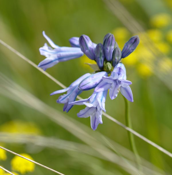 douglas' brodiaea