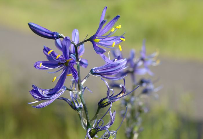 camas lily