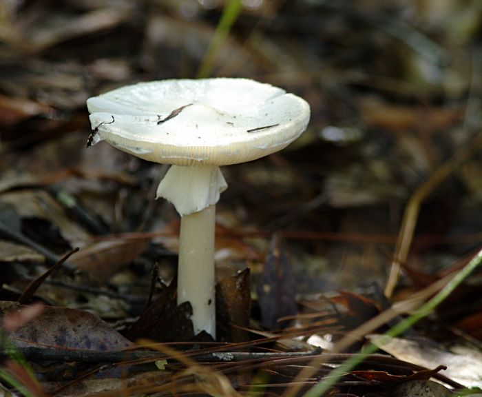 amanita