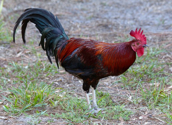 cockerel