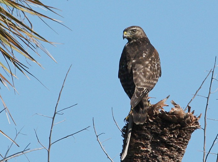 hawky type bird