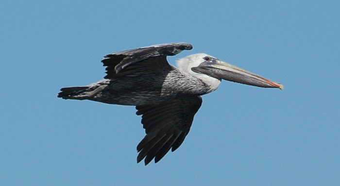 pelican in flight