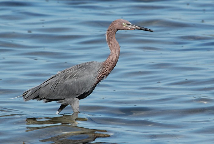 reddish egret