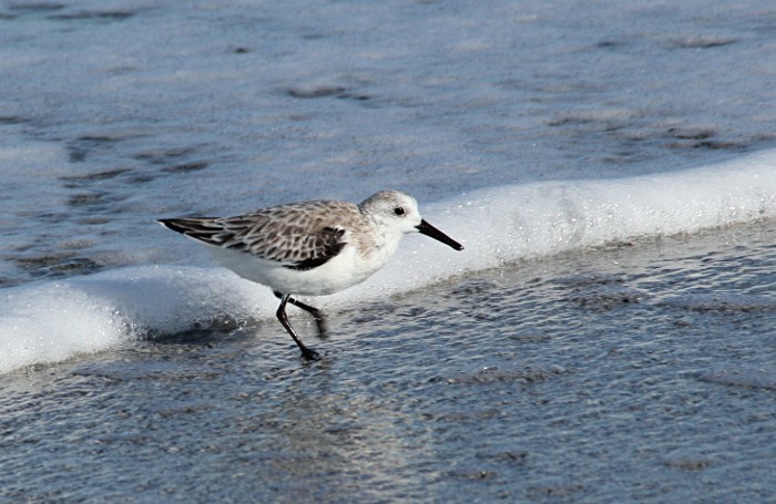 sanderling running at wave edge