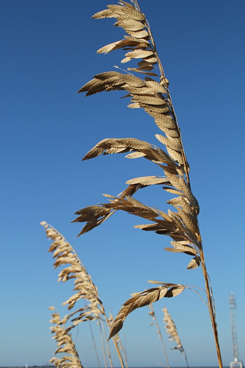 sea oats