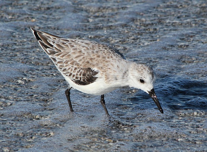 wet sanderling