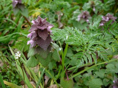 Purple dead-nettle