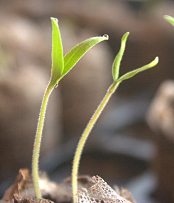 tomato seedlings