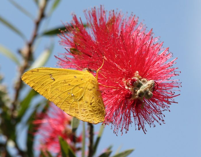 cloudless sulphur