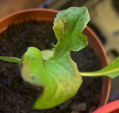 red speckled lettuc