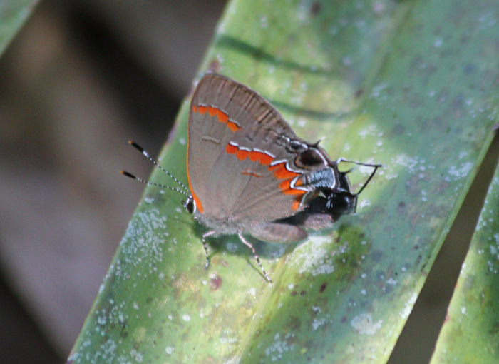 hairstreak