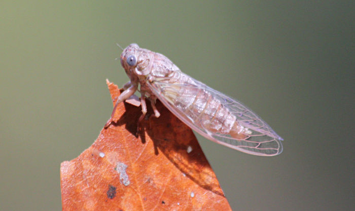 cicada