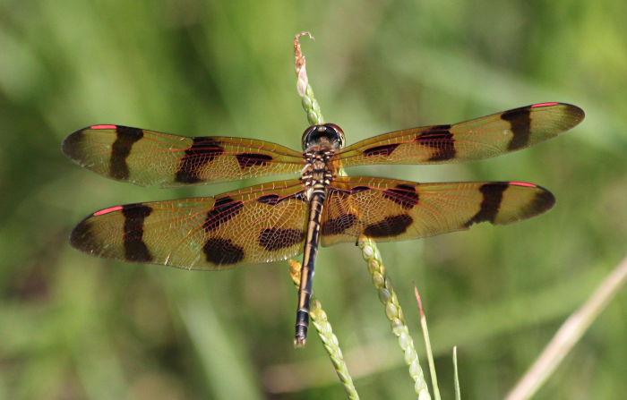 pennant