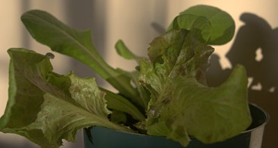 lettuce