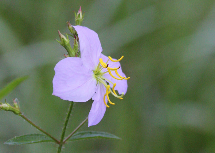 pale meadow beauty