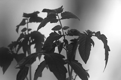 Tomato - BW