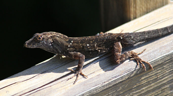 anole