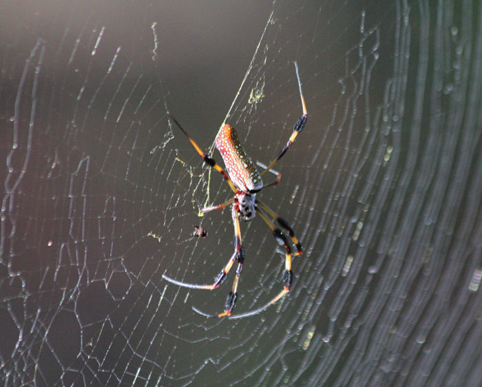 golden silk spider