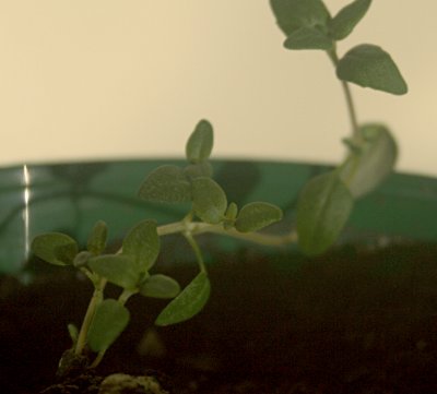 Thyme