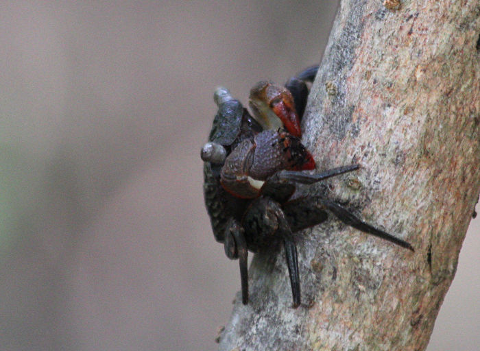 mangrove crab