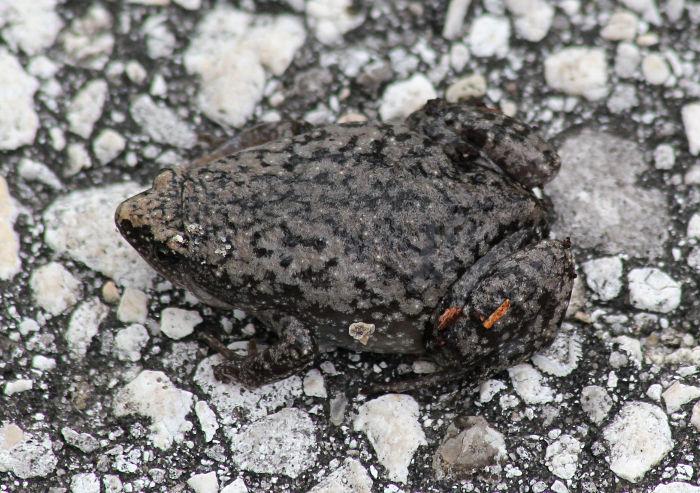 toad